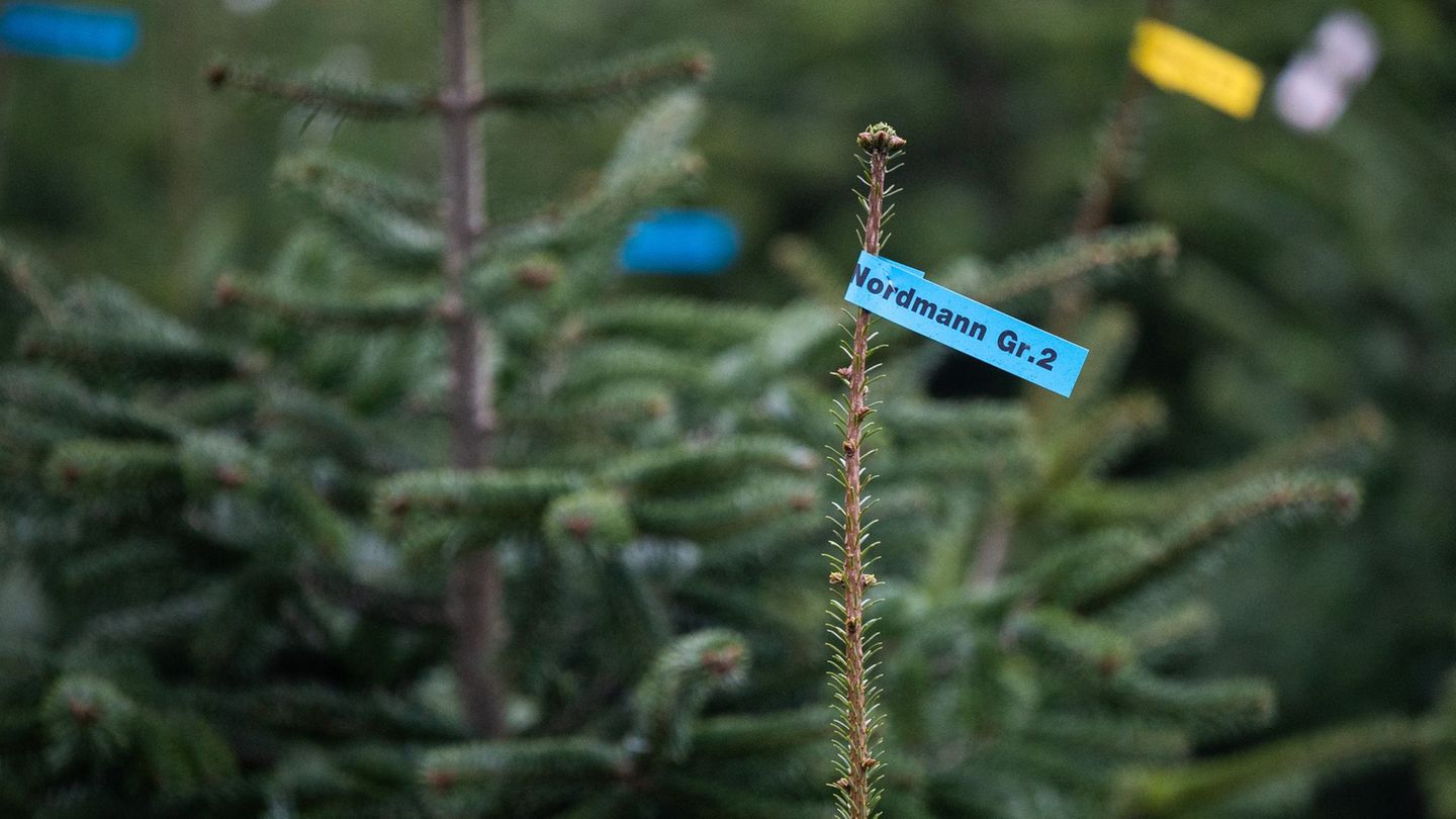 In Schleswig-Holstein sollen Weihnachtsbäume in diesem Jahr etwas teurer werden. Foto: Julian Stratenschulte/dpa
