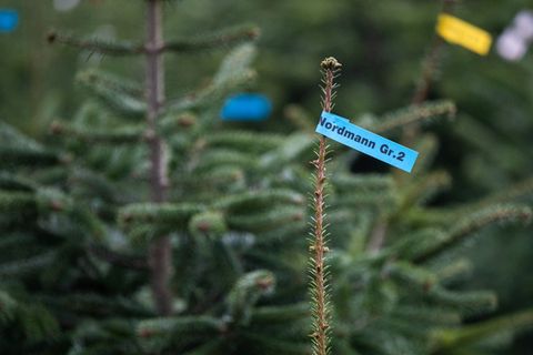 In Schleswig-Holstein sollen Weihnachtsbäume in diesem Jahr etwas teurer werden. Foto: Julian Stratenschulte/dpa