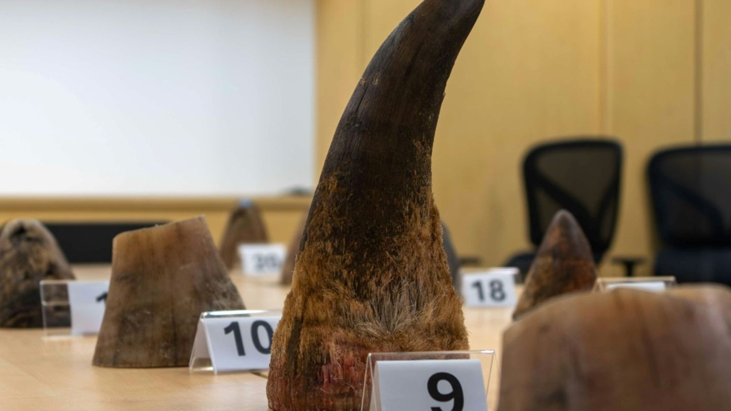 Der Handel mit Nashorn-Hörnern ist illegal