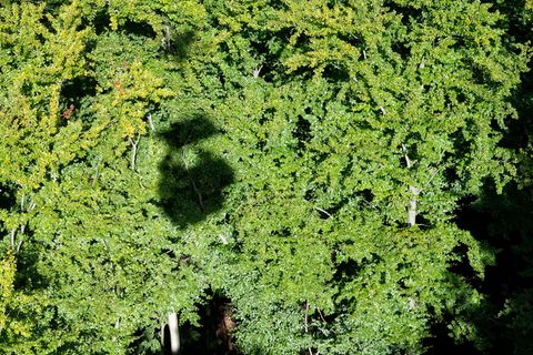Der Wald muss auch in MV zur Anpassung ans Klima laut Landesregierung umgebaut werden. (Archivbild) Foto: Stefan Sauer/dpa