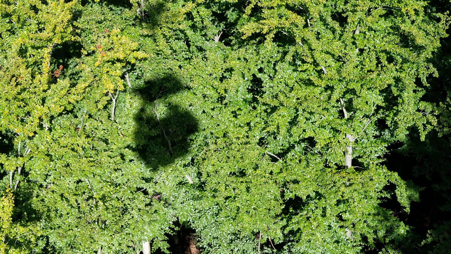 Der Wald muss auch in MV zur Anpassung ans Klima laut Landesregierung umgebaut werden. (Archivbild) Foto: Stefan Sauer/dpa