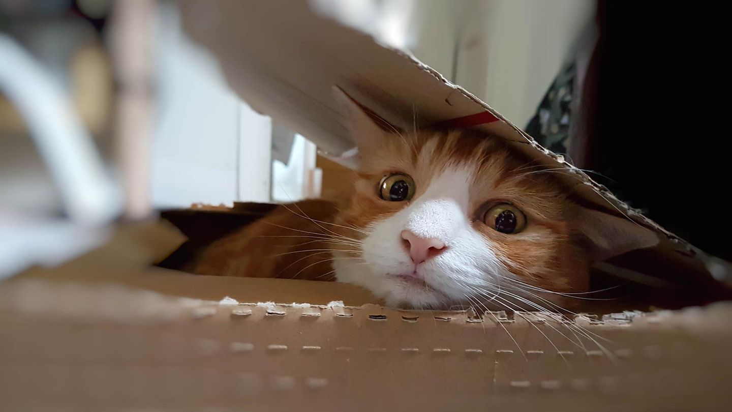 Katze schaut aus Paket: Symbolbild