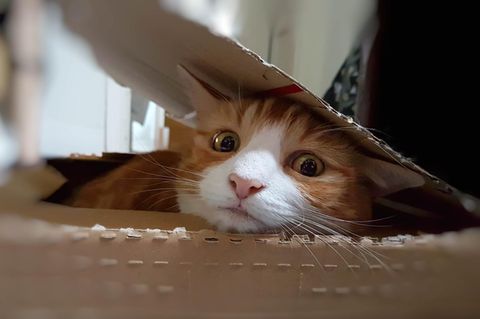 Katze schaut aus Paket: Symbolbild