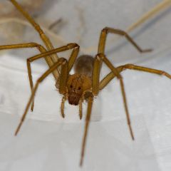 Der Chilenischen Giftspinne scheint es an der Uni Tübingen zu gefallen. (Handout-Foto) Foto: Hubert Höfer/SMNK/dpa