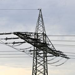 Ein Marder hat die Stromversorgung im Kreis Esslingen lahmgelegt. (Symbolbild) Foto: Roberto Pfeil/dpa