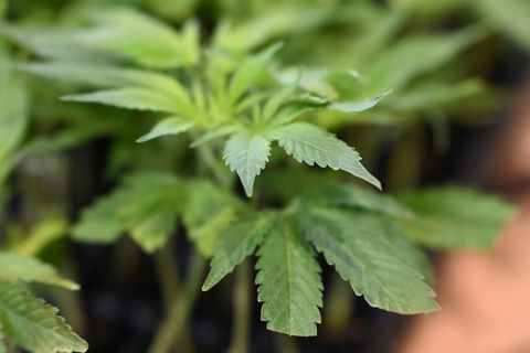 Die Ermittler entdeckten Marihuana. (Symbolbild) Foto: Michael Brandt/dpa