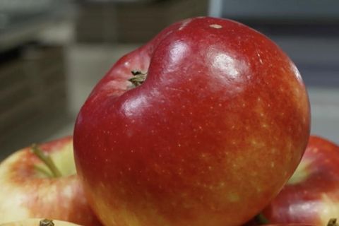 Ein knackiger roter Apfel – der keine Beschwerden auslöst bei Apfel-Allergikern.