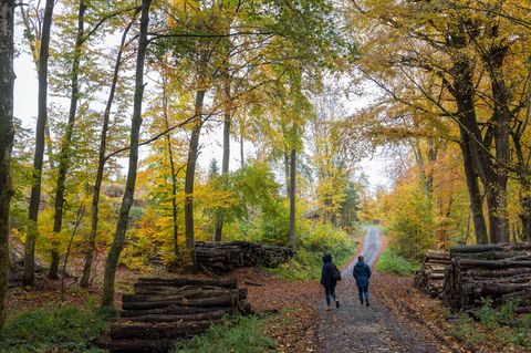 Wie geht es dem Wald? Der neue Waldzustandsbericht Wird nun vorgestellt (Archivbild). Foto: Helmut Fricke/dpa