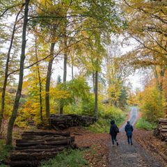 Wie geht es dem Wald? Der neue Waldzustandsbericht Wird nun vorgestellt (Archivbild). Foto: Helmut Fricke/dpa