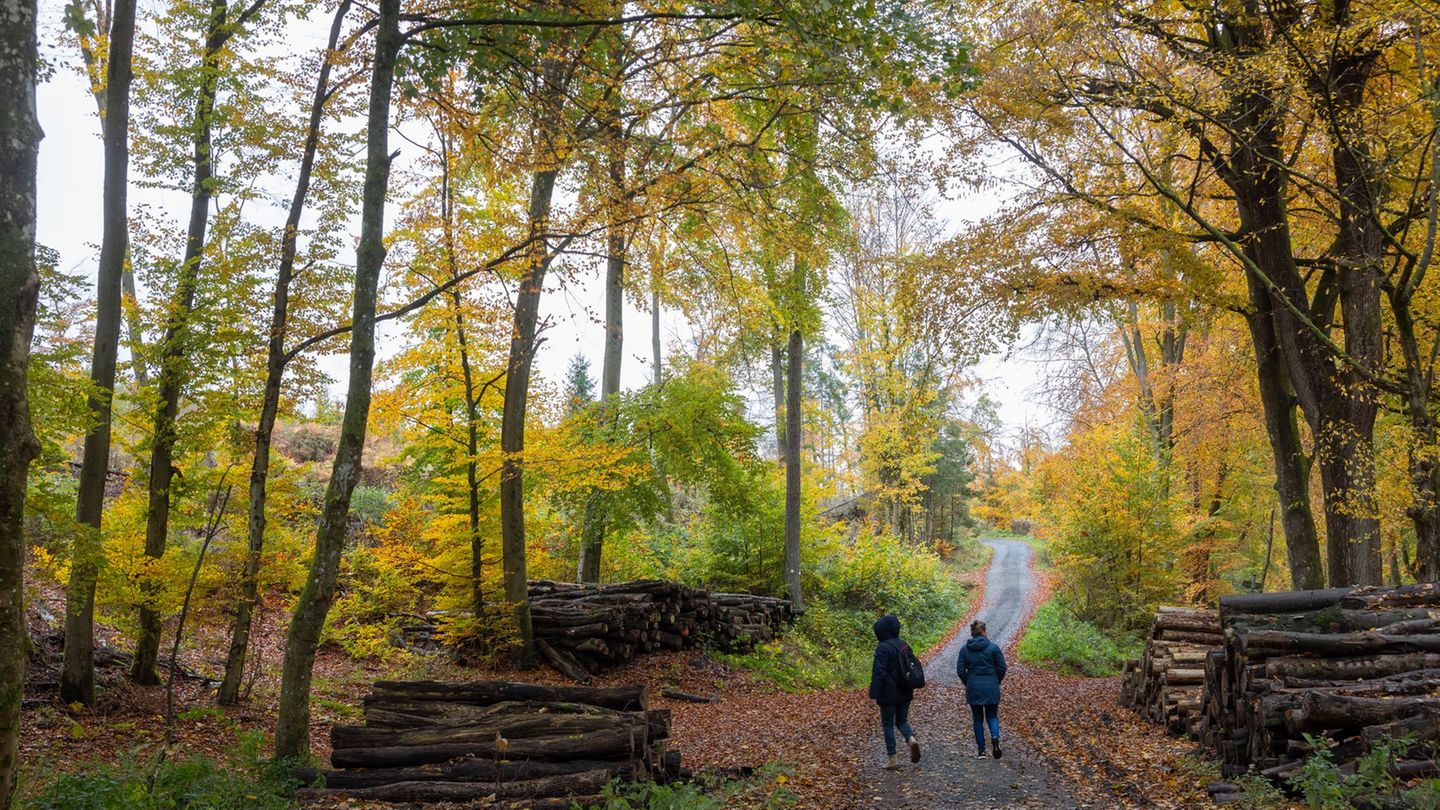 Kakšno je stanje gozdov v Hessnu?