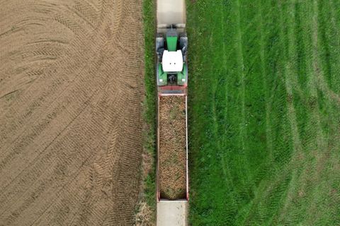 Kartoffelernte in Belgien