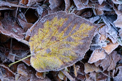 Zum Wochenende hin werden die Temperaturen winterlich. Foto: Patrick Pleul/dpa