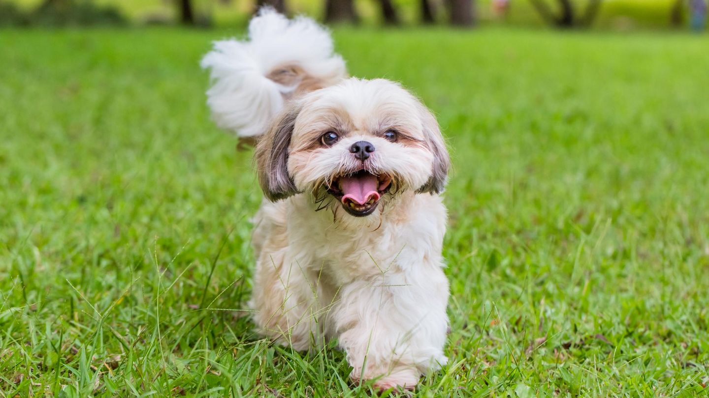 Ein Hund der Rasse Shih Tzu läuft hechelnd über eine Wiese