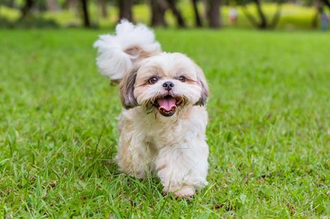 Ein Hund der Rasse Shih Tzu läuft hechelnd über eine Wiese