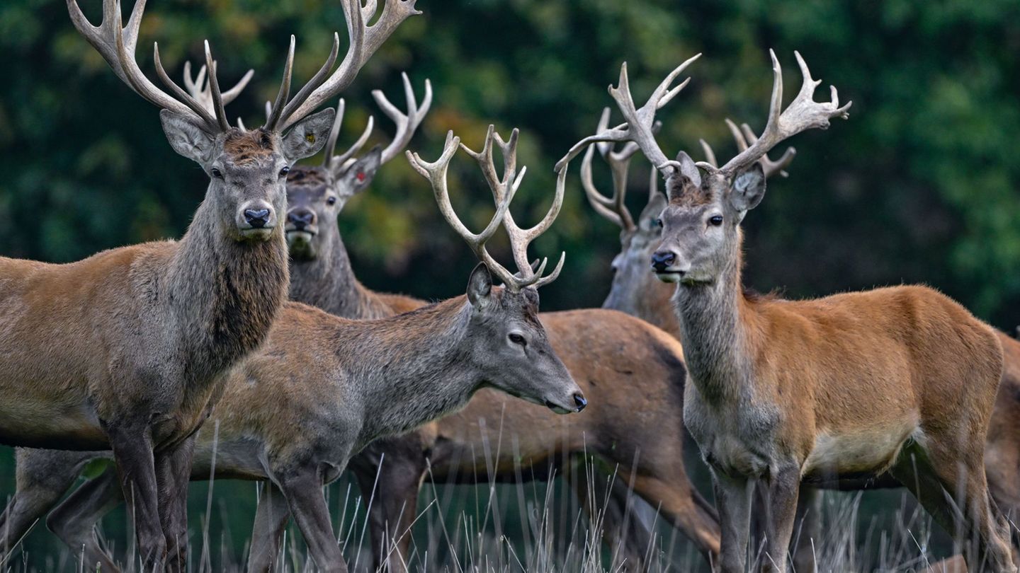 Deutsche Wildtier Stiftung: Rothirsch ist Tier des Jahres 2026