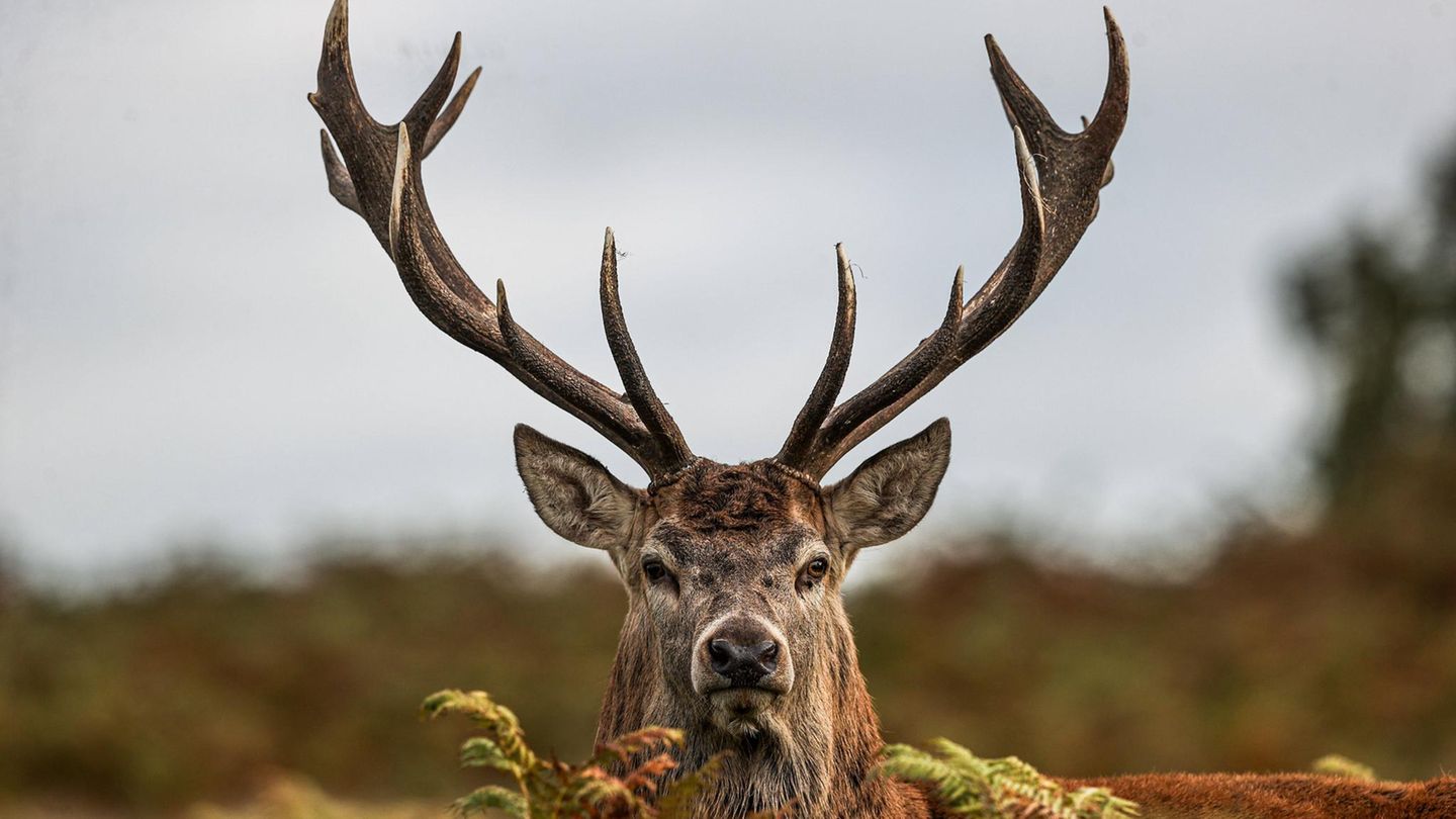 Navadni jelen bo žival leta 2026 v Nemčiji