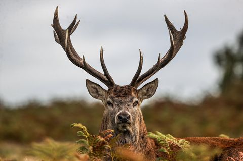 Rothirsch, Tier des Jahres 2026