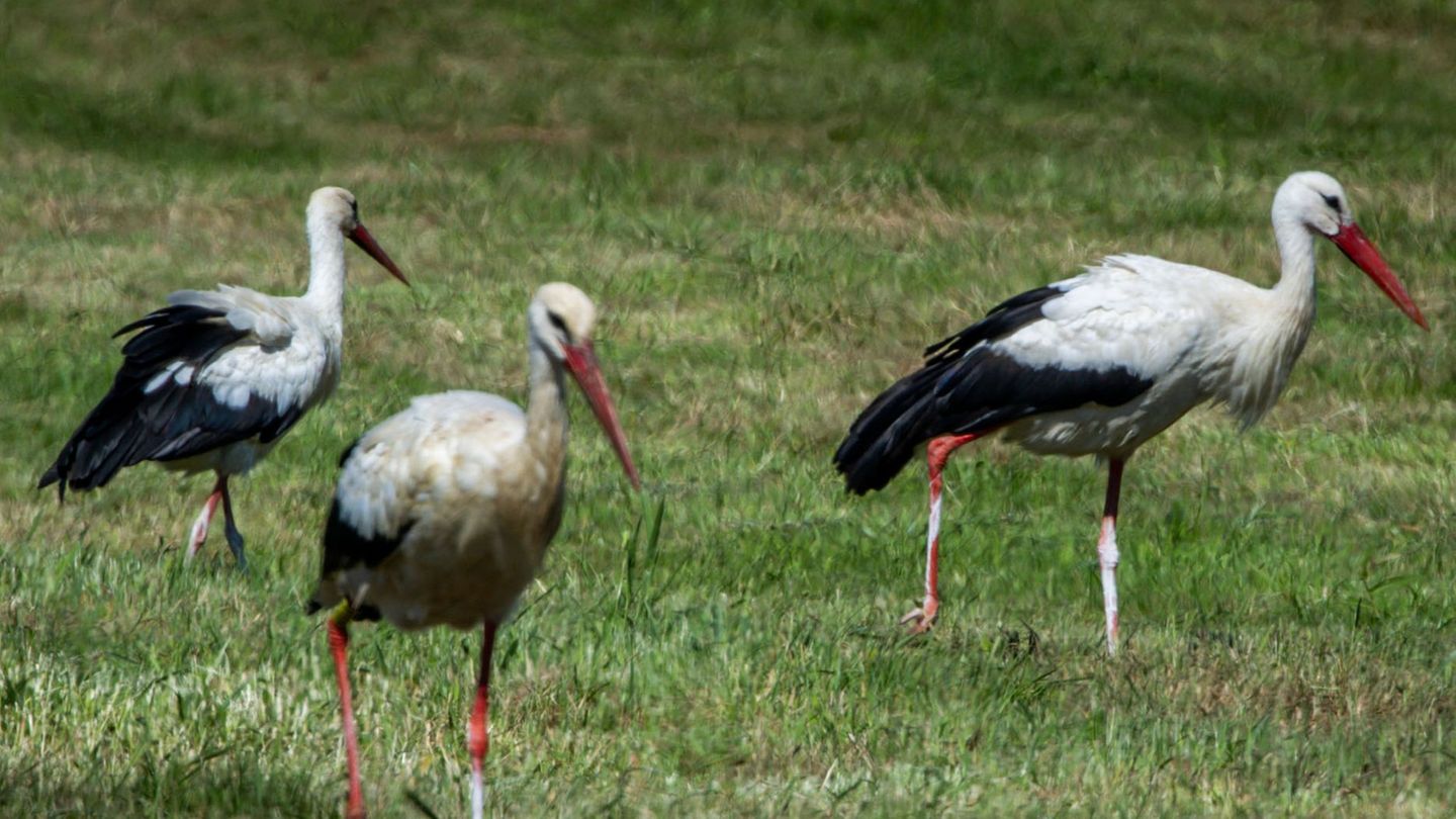 In Mecklenburg-Vorpommern wurden in diesem Jahr weniger Weißstörche erfasst. (Archivbild) Foto: Jens Büttner/dpa