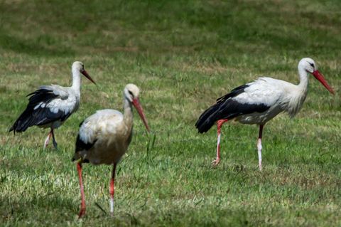 In Mecklenburg-Vorpommern wurden in diesem Jahr weniger Weißstörche erfasst. (Archivbild) Foto: Jens Büttner/dpa