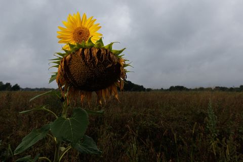 Im Sommerhalbjahr 2025 haben sich in Hessen verregnete Perioden mit trockeneren Phasen abgewechselt. (Archivbild) Foto: Lando Ha