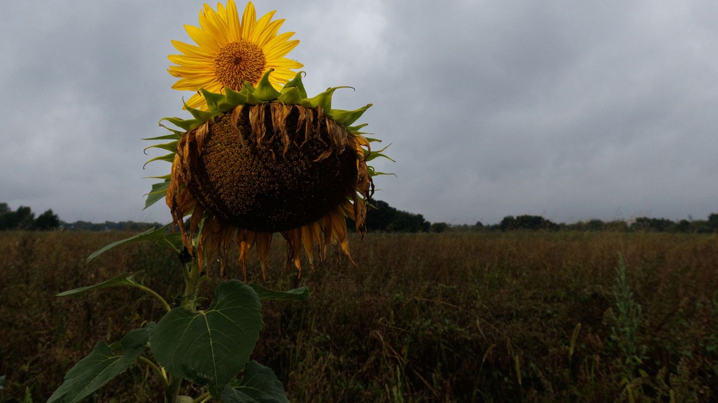 Im Sommerhalbjahr 2025 haben sich in Hessen verregnete Perioden mit trockeneren Phasen abgewechselt. (Archivbild) Foto: Lando Ha