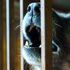 Hund Sachsen-Anhalt Symbolbild