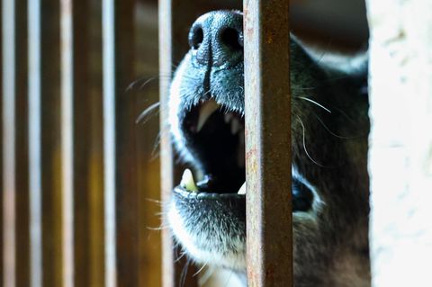 Hund Sachsen-Anhalt Symbolbild