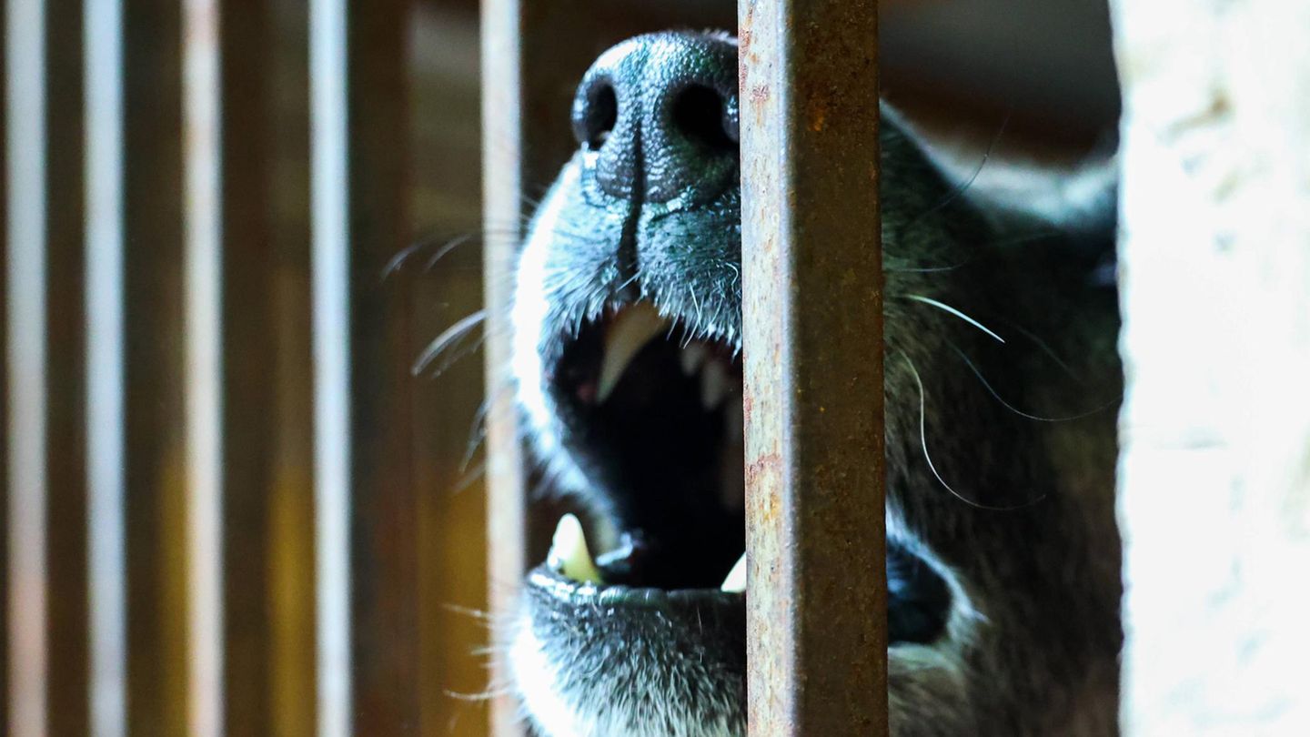 Hund Sachsen-Anhalt Symbolbild