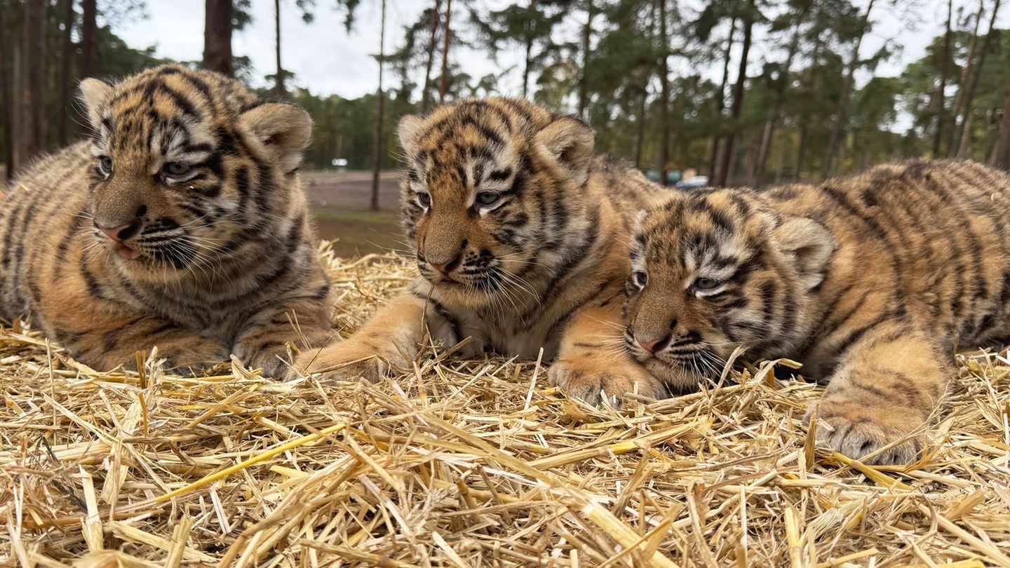 Süßer Nachwuchs: Drei Sibirische Tigerbabys im Serengeti-Park geboren