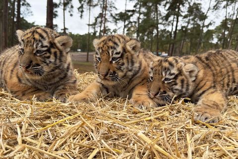 Diese drei Tigerbabys wurden im Serengeti-Park in Hodenhagen geboren. Foto: -/Serengeti-Park Hodenhagen/dpa