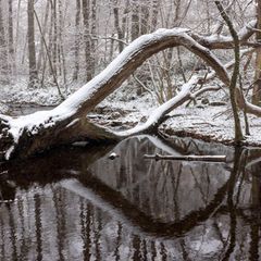 Die Schneefallgrenze sinkt von 500 Meter tagsüber auf etwa 200 Meter in der Nacht. Foto: Helmut Fricke/dpa
