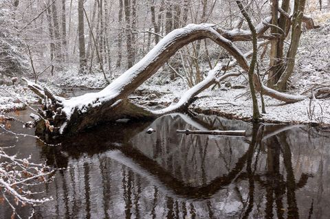 Die Schneefallgrenze sinkt von 500 Meter tagsüber auf etwa 200 Meter in der Nacht. Foto: Helmut Fricke/dpa