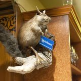 Fabelwesen Wolpertinger in einer Gastwirtschaft