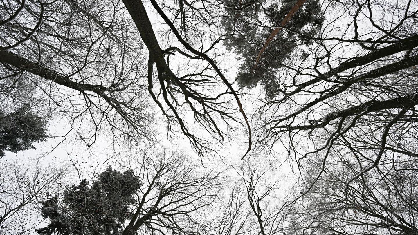 Hessen hat eine Waldfläche von rund 898.000 Hektar. Foto: Arne Dedert/dpa