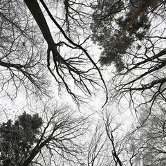 Hessen hat eine Waldfläche von rund 898.000 Hektar. Foto: Arne Dedert/dpa