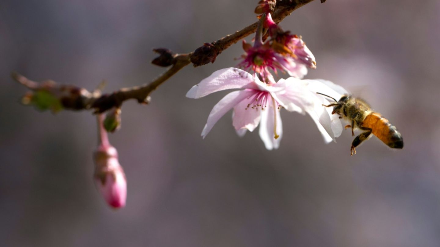Biene an einer Kirschblüte