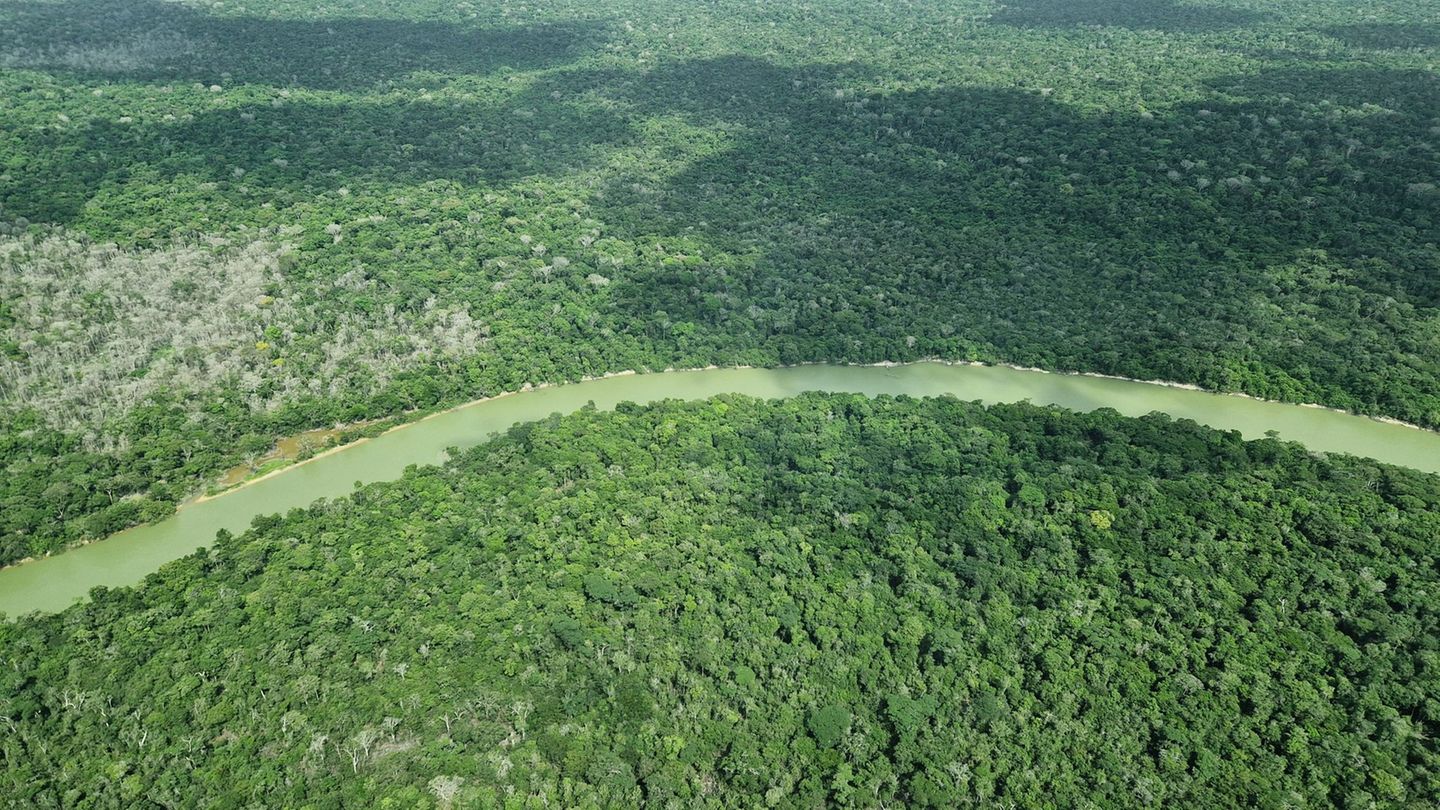 Kampf gegen Klimawandel: Brasilien: Deutschland gibt eine Milliarde für Tropenfonds