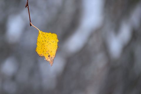 Zum Wochenende hin werden die Temperaturen winterlich. Foto: Patrick Pleul/dpa/ZB