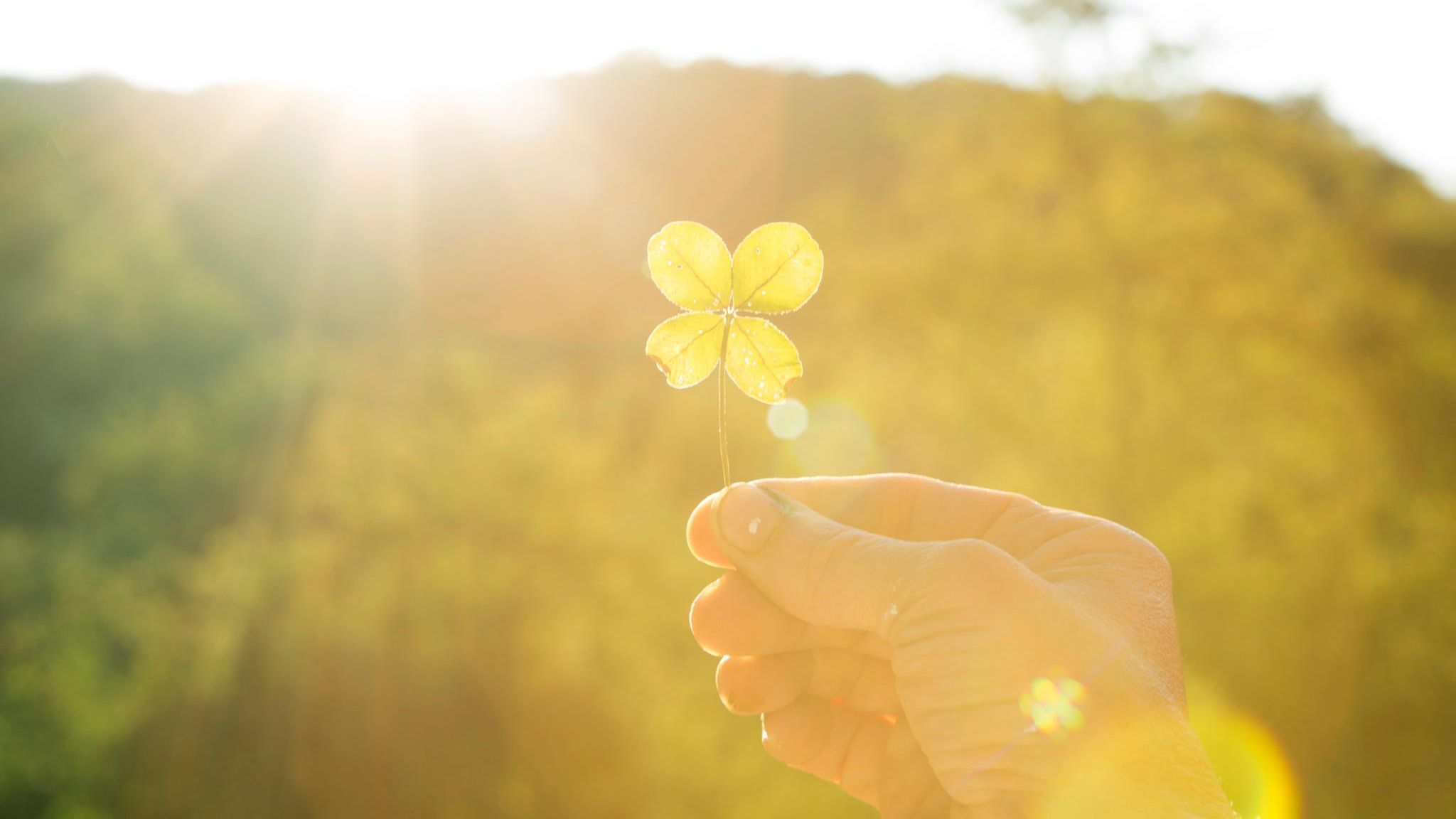 Eine Hand hält ein vierblättriges Kleeblatt ins Gegenlicht