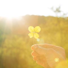 Eine Hand hält ein vierblättriges Kleeblatt ins Gegenlicht