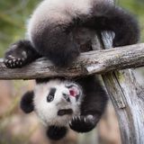 Tierwissen: Pandas pinkeln im Handstand