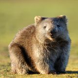 Unnützes Tierwissen: Wombats produzieren würfelförmigen Kot