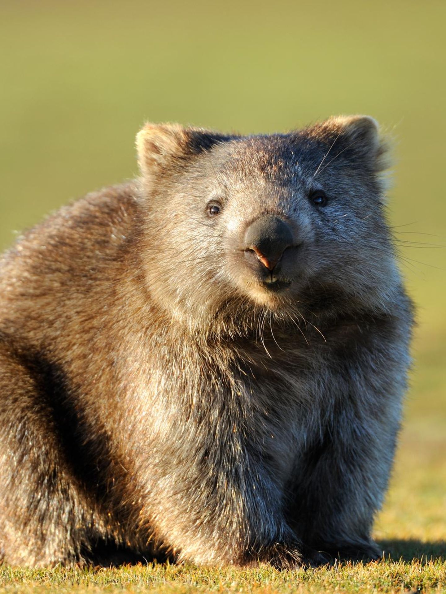 Unnützes Tierwissen: Wombats produzieren würfelförmigen Kot
