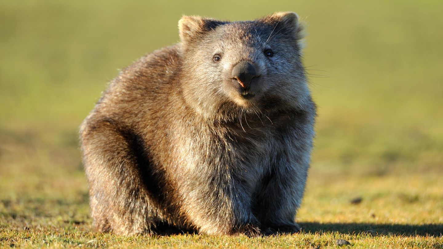 Unnützes Tierwissen: Wombats produzieren würfelförmigen Kot
