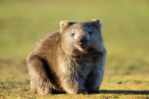 Unnützes Tierwissen: Wombats produzieren würfelförmigen Kot