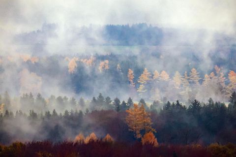 In Baden-Württembergs Wald haben sich vor allem Fichten und Buchen zuletzt etwas erholt.(Archiv) Foto: Thomas Warnack/dpa