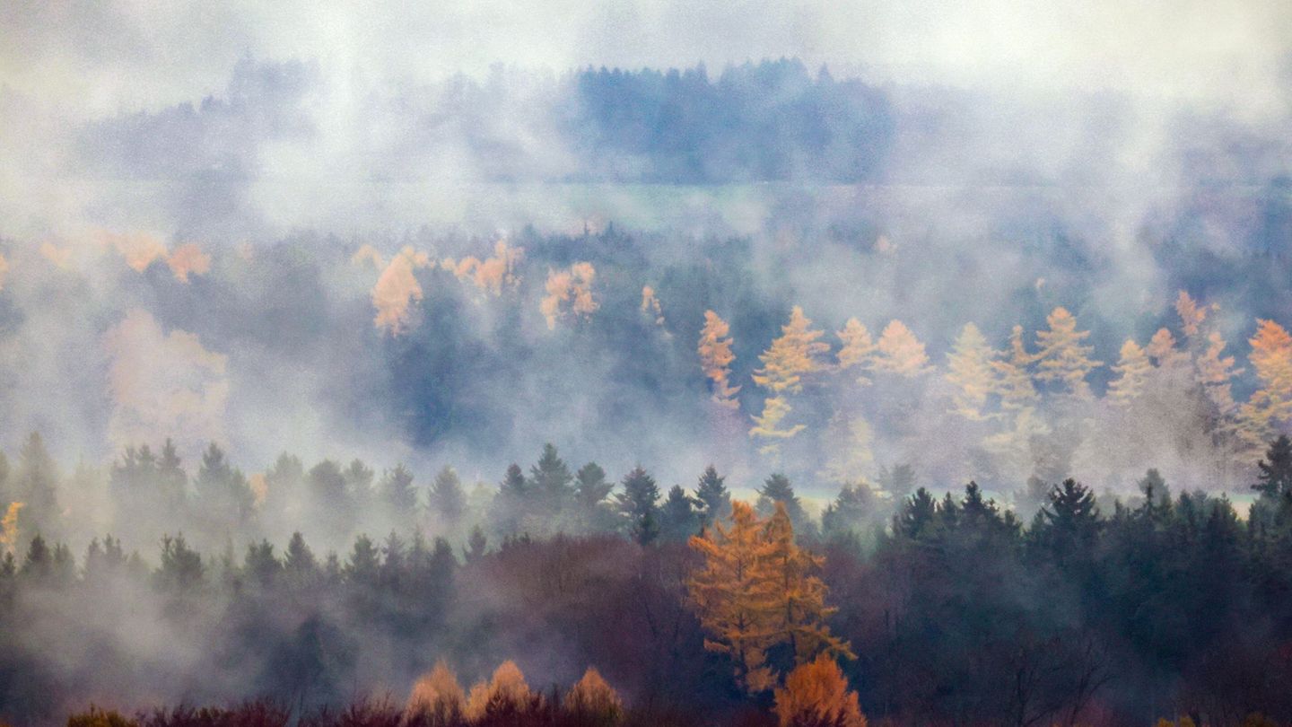 In Baden-Württembergs Wald haben sich vor allem Fichten und Buchen zuletzt etwas erholt.(Archiv) Foto: Thomas Warnack/dpa
