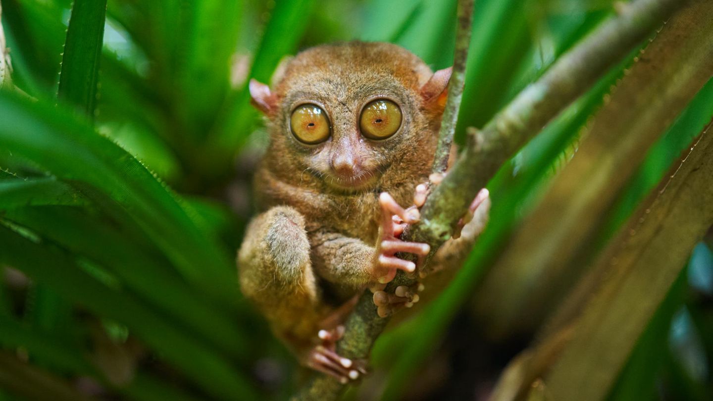 Unnützes Tierwissen: Die Augen des Koboldmaki siind größer als sein Gehirn