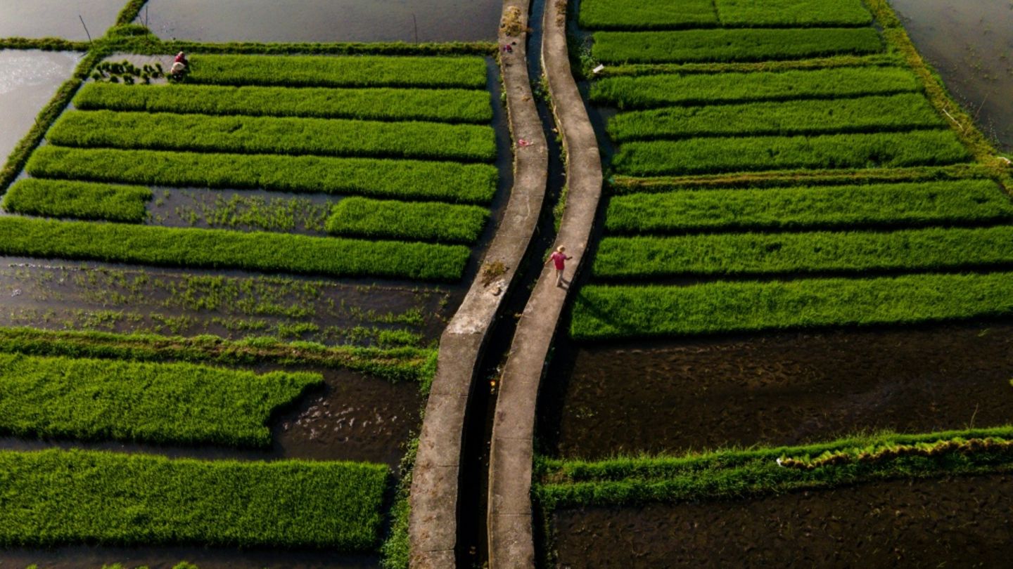 Reisfelder