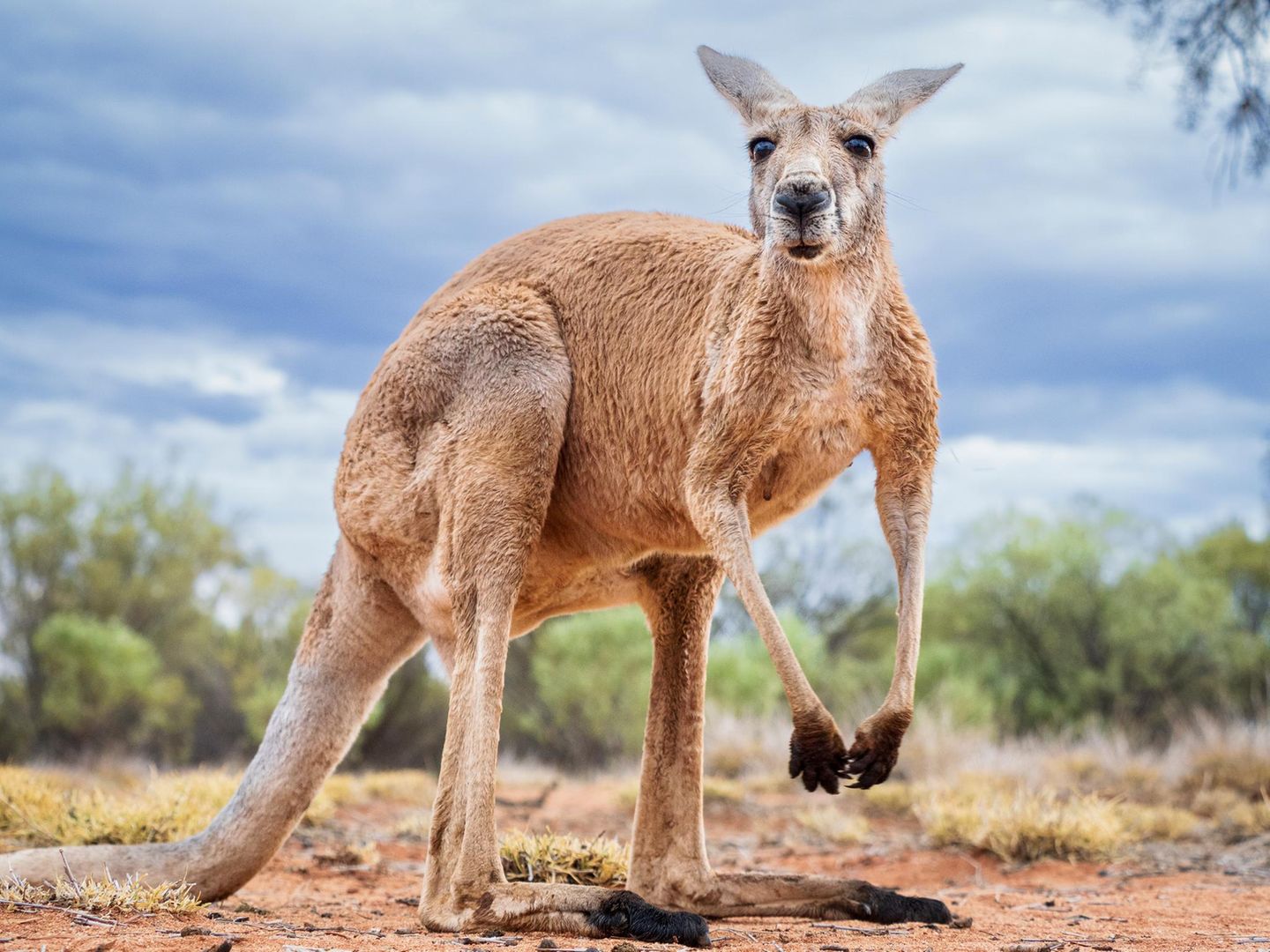 Unnützes Tierwissen: Kängurus können nicht rückwärts springen